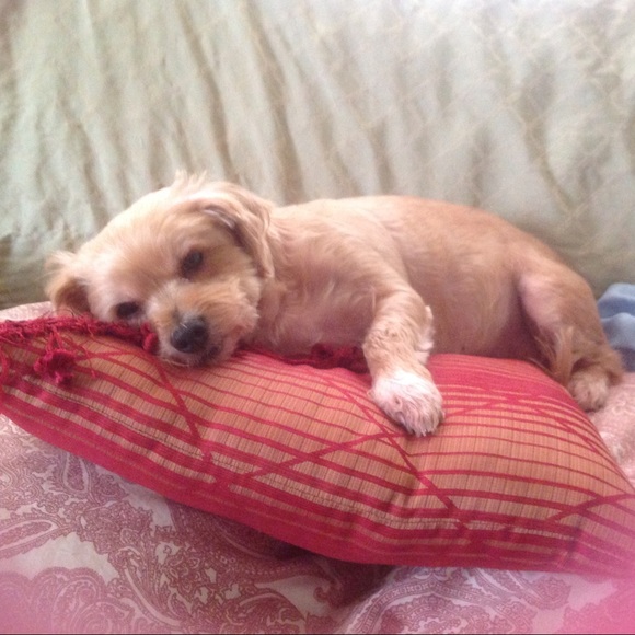 Meet your Posher, Michelle - Picture 2 of 9